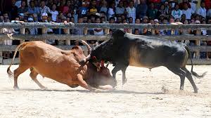 ���꡷���Ҿ